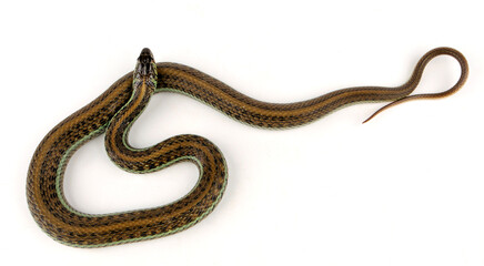 Scott’s Mexican Garter Snake // Mexikanische Strumpfbandnatter, Magdalena Strumpfbandnatter...