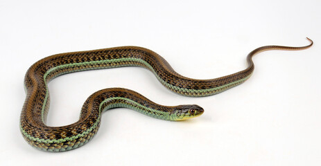 Mexikanische Strumpfbandnatter // Scott’s Mexican Garter Snake (Thamnophis eques scotti)