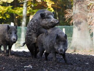 Wildschweine bei der Paarung