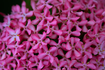 close up of pink flower