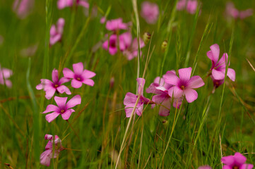 oxalis flowers invasive species barossa goldfields