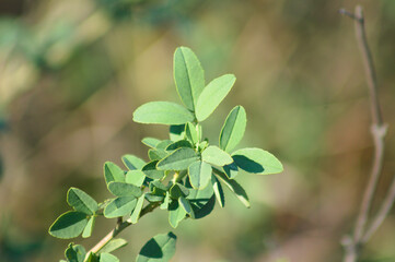 White sweetclover leaves closeup view with blurred background