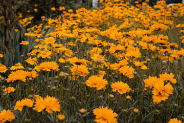 Beautiful spring yellow flowers. A flower bed with plants.