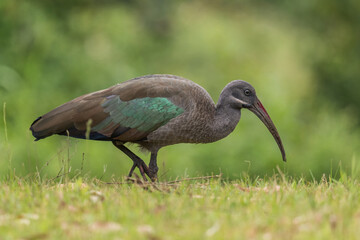 Hadada Ibis - Bostrychia hagedash, beautiful large ibis from African savannahs, bushes and lakes, Bwindi, Uganda.