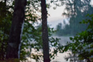 Fototapeta premium trees in the forest