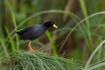 Black Crake - Zapornia flavirostra, rare shy black bird from African shores and wetlands, Queen Elizabeth National Park, Uganda.