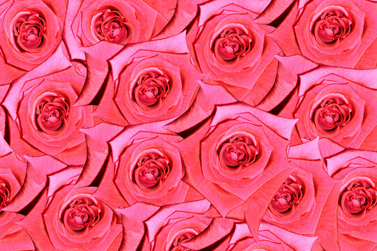red roses, bunch of valentine red roses background