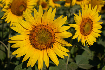 Beautiful landscape of a field of sunflowers. Agricultural plants close up.