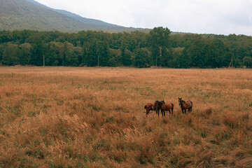 Obraz na płótnie Canvas Beautiful horses grazing in the field.