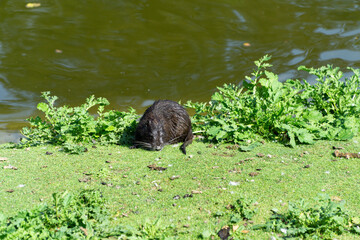 Wet nutria near to the water