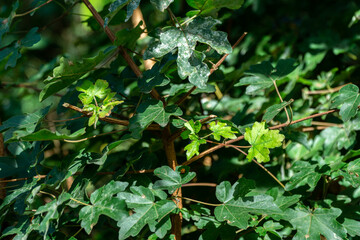 Fototapeta premium Colorful leaves on branch in autumn