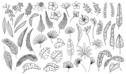 Linear tropical leaves and flowers. Outline forest palm monstera fern hawaiian leaves, plumeria flower, orchid and hibiscus. Hand drawn plant tropical elements vector illustration. © setory