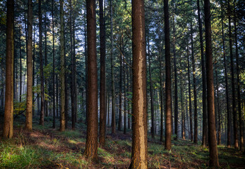 Fototapeta na wymiar forêt Wattwiller - Alsace france