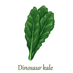 Dinosaur kale, dark green leafy vegetable. Tuscan kale or cavolo nero vector illustration. - obrazy, fototapety, plakaty