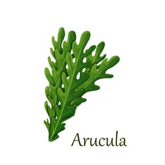 Green leaves of rucola or arugula vector illustration.
