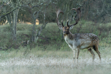 Naklejka na ściany i meble Male Fallow deer (Dama dama) in rutting season in the forest of Amsterdamse Waterleidingduinen in the Netherlands. National Animal of Antigua and Barbuda. Green background.
