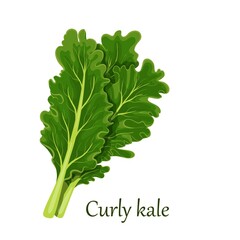 Curly kale, dark green leafy vegetable. Leaf cabbage vector illustration. - obrazy, fototapety, plakaty
