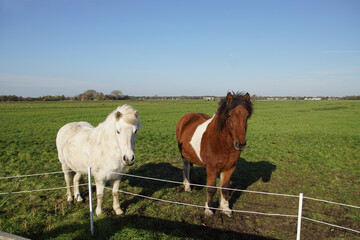 Two white and brown horses, ponies together in a Dutch meadow in autumn, October. Sunny day,...