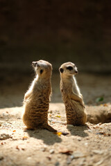 Fototapeta premium Meerkats are animals that are always wary of each other's dangers, Meerkat's behavior during the day.