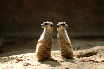 Meerkats are animals that are always wary of each other's dangers, Meerkat's behavior during the...