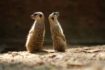 Meerkats are animals that are always wary of each other's dangers, Meerkat's behavior during the day.