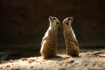 Meerkats are animals that are always wary of each other's dangers, Meerkat's behavior during the...