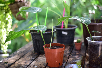 Close up green plants in nature.