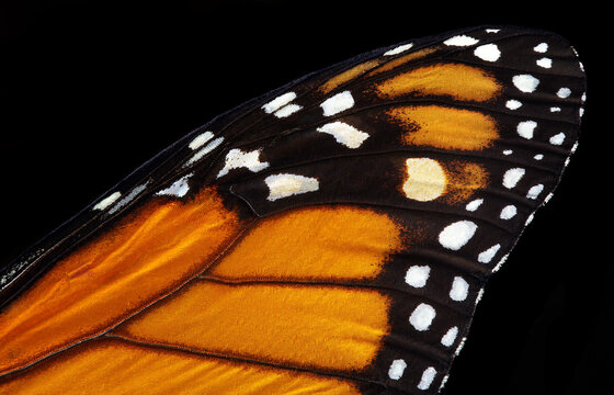 Colorful Monarch Butterfly Wing Isolated On Black. Tropical Butterfly Wing Texture Background