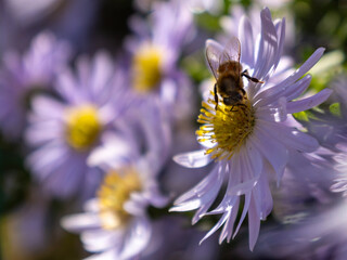 bee on a flower