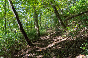 Obraz premium 木漏れ日の中の登山道