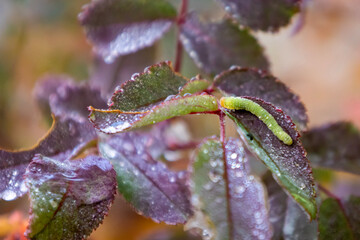 Caterpillar on a rosehip leaf