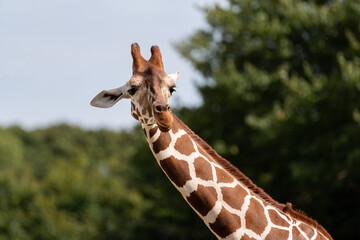 首の長い動物　キリン