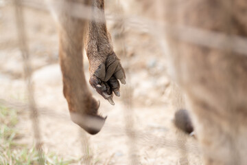 カンガルーの手