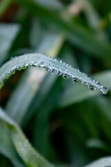 drops of dew on the grass