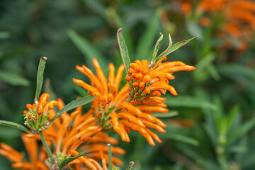 Close-up of Leonotis leonurus (Lion's Tail) 