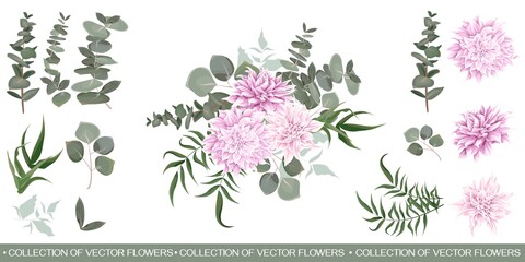 Vector floral collection. Pink dahlias, eucalyptus, green plants and leaves. All elements are isolated on a white background.