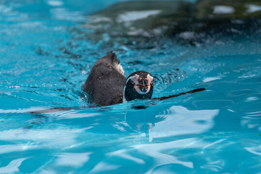 泳ぐペンギン