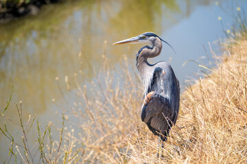 Great blue heron (Ardea cinerea) stands near the creek and hunts. 