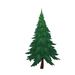 Spruce or pine tree vector illustration.