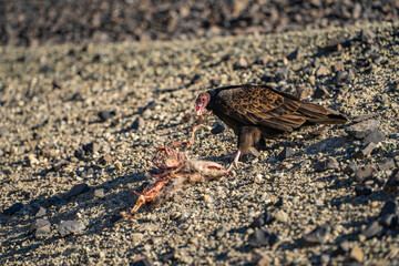 Turkey vulture (Cathartes aura) eating a dead opossum. Wildlife photography. 