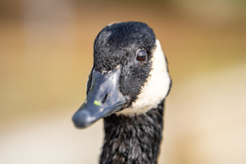 Close up portrait of Canadian goose.