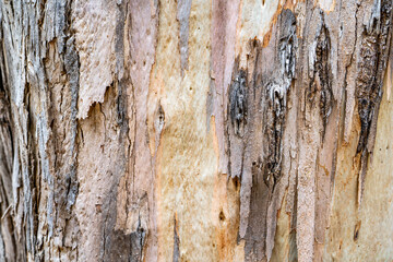 Colorful Eucalyptus bark background. Eucalyptus tree texture. 