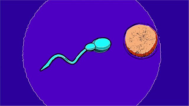 2d animation in comic style - sperm and fertile human egg. Insemination concept.