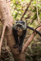 blue monkey climbing a tree