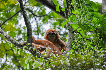Monkey life in nature (Closeup)