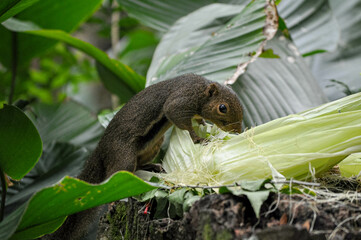 Squirrel life in nature (Closeup)