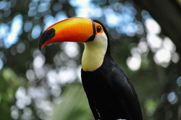 Toucan life in nature (Closeup)
