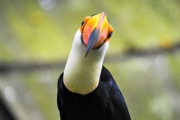 Toucan life in nature (Closeup)