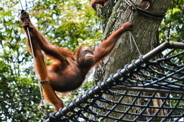Orang Utan life in nature (Closeup) © tk