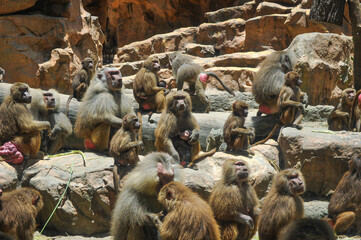 Baboon life in nature (Closeup)